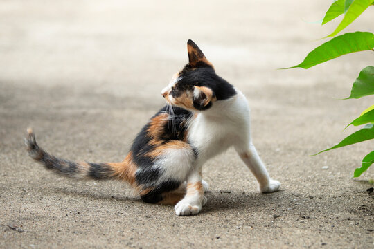 cute cat on the ground