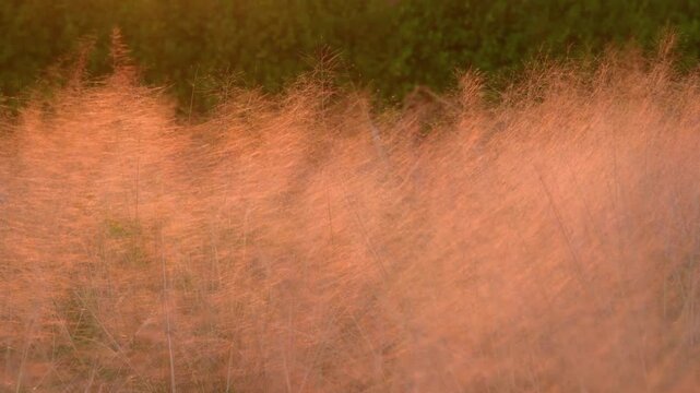 Golden Grass Swaying in Wind at Sunset