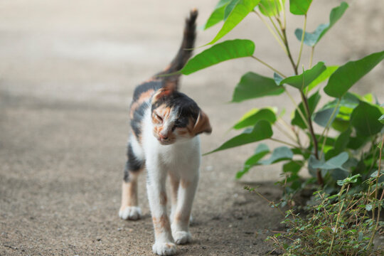 cute cat on the ground