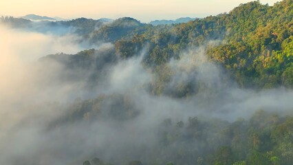 Obraz premium A drone captures an aerial view of a tropical rainforest blanketed in morning mist, symbolizing carbon absorption, biodiversity, climate balance, oxygen production, and ecosystem resilience. Thailand.
