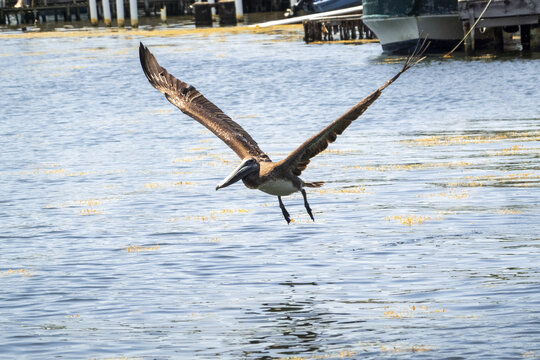 View of a brown pelican in flight with wings spread wide over the blue water near wooden docks and boats in Guanaja, Bay Islands Department, Honduras.