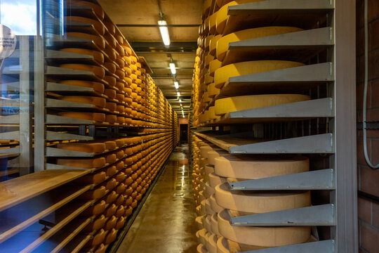 Gruyeres, Switzerland: View of large wheels of cheese stacked on wooden shelves in a traditional aging cellar with artificial lighting and a damp floor.