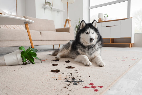 Cute Husky dog lying on carpet with muddy paw prints at home