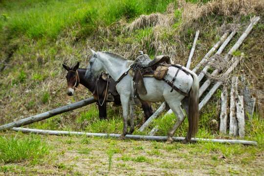 Image of two mares, one white and the other brown and black, both sunbathing, eating grass, and being cared for by their owner. This is in the middle of the morning, and each of them has a saddle on t