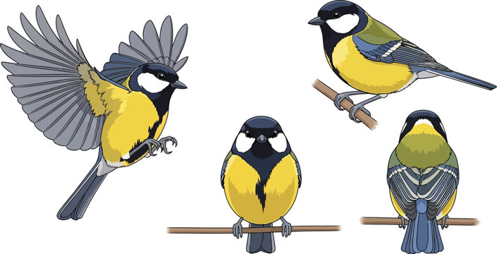 Great tit bird vector illustration set featuring flying and perched poses with yellow breast and black head for nature design