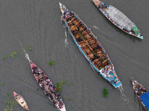 Dhaka, Bangladesh - 25 May 2026: Aerial view of the Buriganga River with boats transporting cattle and many people across the murky water.