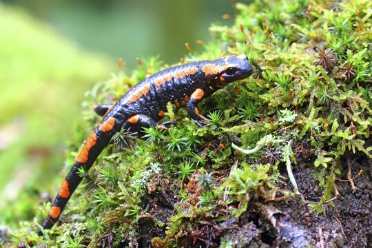 Orange Fire salamander (Salamandra salamandra), Rare colour variation, Solms, Hesse, Germany