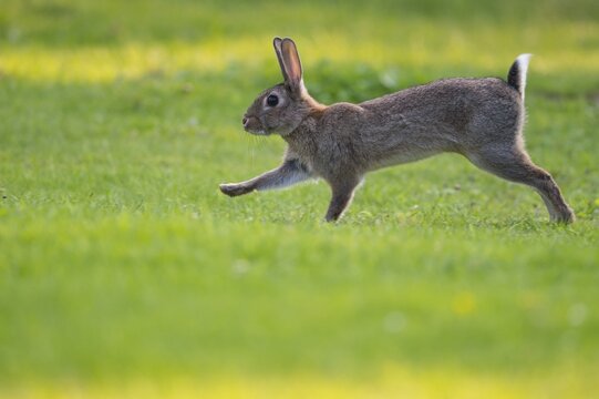 European rabbit (Oryctolagus cuniculus) running in a meadow, Lower Saxony, Germany
