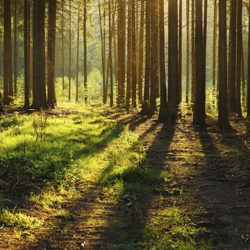 Spruce forest in the evening backlit, tree trunks cast long shadows, Thuringian Forest, Thuringia, Germany