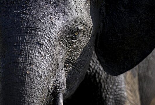 African forest elephant (Loxodonta cyclotis) in Loango National Park, Parc National de Loango, portrait, Ogoou&eacute;-Maritime Province, Gabon