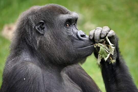 Lowland gorilla (Gorilla gorilla), animal portrait, captive, Germany