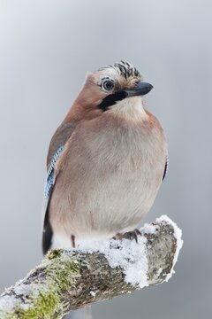 Eurasian Jay (Garrulus glandarius)