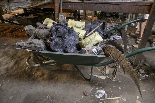 Bushmeat at a market, crocodile, monkey, poaching, Ou&eacute;sso, Sangha department, Republic of Congo