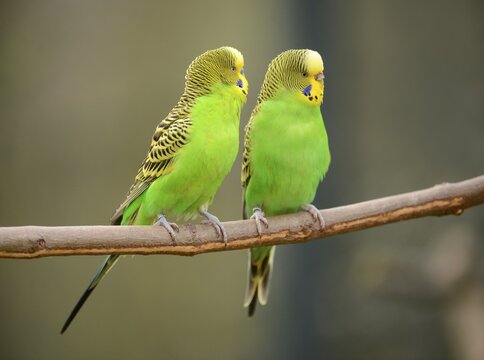 Budgerigars (Melopsittacus undulatus), male, left and female, right, captive, Saxony-Anhalt, Germany