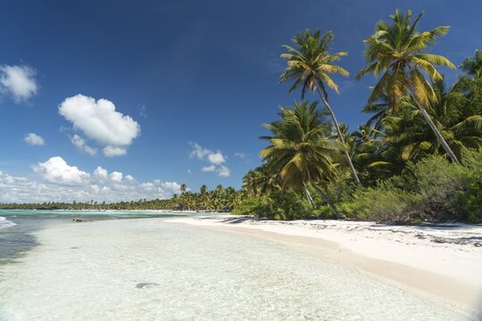 Dream beach, sandy beach with palm trees and turquoise sea, Parque Nacional del Este, Isla Saona, Dominican Republic, Caribbean