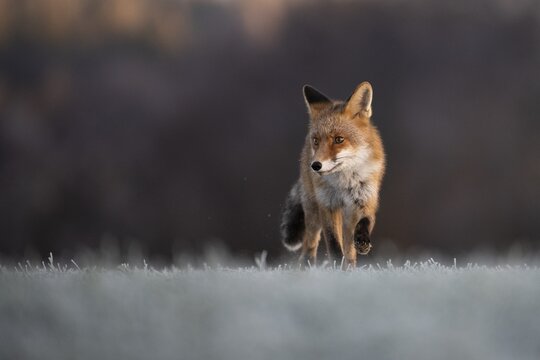 Red fox (Vulpes vulpes) in winter with hoarfrost, running, Eifel, Rhineland-Palatinate, Germany