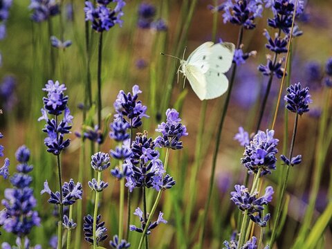Cabbage butterfly (Pieris brassicae) flying, motion blur, lavender flower, lavender fields Fromhausen, Detmold, East Westphalia-Lippe, North Rhine-Westphalia, Germany