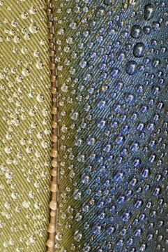 Mallard Duck feather (Anas platyrhynchos)