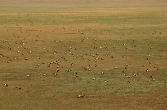 Aerial view, Black lechwes (Kobus leche smithemani), Bangweulu swamps, Luapula Province, Zambia