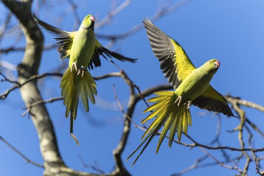Two rose-ringed parakeet (Psittacula krameri) in flight, wildlife, Germany