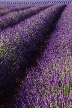 Lavender field (Lavandula angustifolia), Plateau de Valensole, D&eacute;partement Alpes-de-Haute-Provence, France, Europe