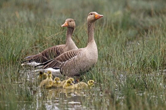 Greylag geese (Anser anser) with chicks, Germany
