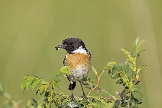 African stonechat (Saxicola rubicola), male with a cross spider, Burgenland, Austria, Europe