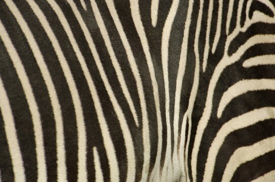 Coat of zebra, grevyzebra, detail