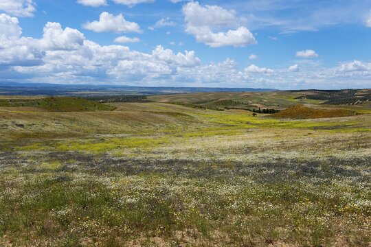 Ein weitl&auml;ufiges Feld mit einer Mischung aus gr&uuml;nen Gr&auml;sern und gelben Blumen unter einem blauen Himmel mit wei&szlig;en Wolken, bei Barrancas de Buruj&oacute;n, Burujon, Toledo, Kastilien-La Mancha, Spanien