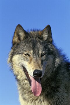 Wolf, Timberwolf (Canis lupus), North America