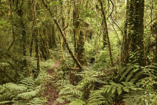 Temperate rain forest, primeval forest with ferns on the Carretera austral, Valle Exploradores, Parque Nacional Laguna San Rafael, Patagonia, Chile