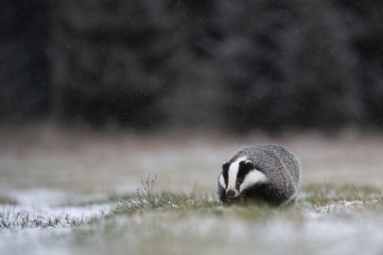 European badger (Meles meles) in winter, running, Eifel, Rhineland-Palatinate, Germany