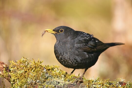 Blackbird (Turdus merula) with insect in beak, Solms, Hesse