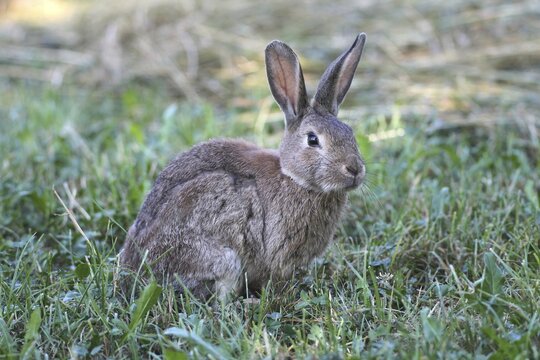 Common Rabbit (Oryctolagus cuniculus), Lower Austria, Austria