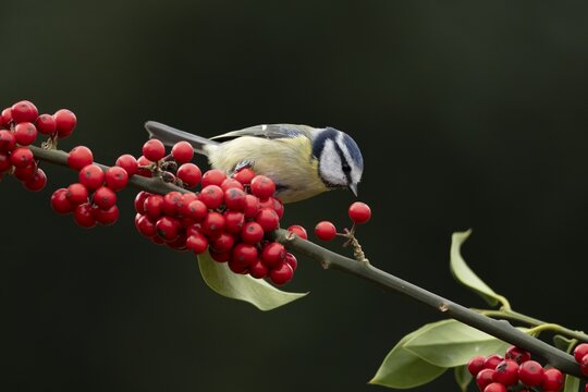 Blue tit (Cyanistes Caeruleus) adult bird on a garden Holly tree branch with red berries in winter, England, United Kingdom