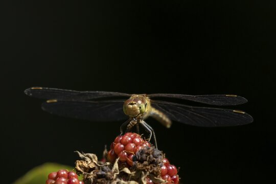Common darter dragonfly (Sympetrum striolatum) adult female insect feeding on a fly on a blackberry fruit in the summer, England, United Kingdom