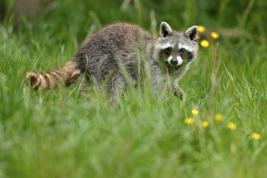 Raccoon (Procyon lotor) standing in a meadow, Germany