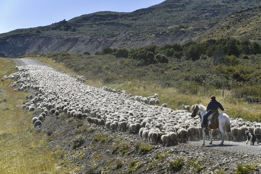 Gaucho on horseback drives huge flocks of sheep, between Porvenier and Ushuaia, Tierra del Fuego, Tierra del Fuego, Argentina