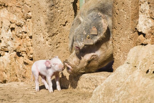 Domestic pig (Sus scrofa domesticus) piglet, mother with young, Mallorca, Majorca, Balearic Islands, Spain, Europe