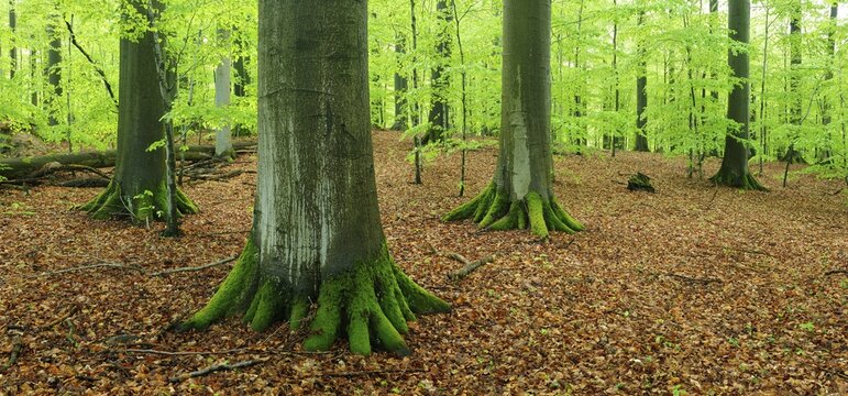 Old beech forest with giant beech trees in early spring, fresh green foliage, natural forest reserve, Steigerwald nature park Park, Franconia, Bavaria, Germany