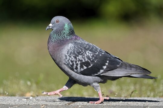 City dove (Columba livia forma domestica) mating, Mannheim, Baden-W&uuml;rttemberg, Germany