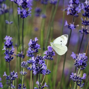 Cabbage butterfly (Pieris brassicae), lavender flower, Fromhausen lavender fields, Detmold, East Westphalia-Lippe, North Rhine-Westphalia, Germany