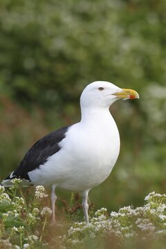 Great black-backed gull (Larus marinus), adult, bird island Horn&oslash;ya, Varanger, Norway