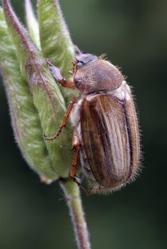 Summer Chafer or European June Bug (Amphimallon solstitiale), Schwaz, Tirol, Austria, Europe