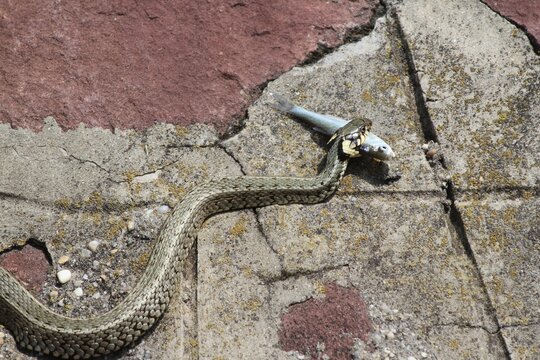 Grass snake (Natrix natrix) with a captured Belica or Moderlieschen (Leucaspius delineatus), Lake Balaton, Hungary, Europe