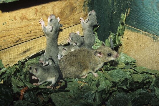 Edible Dormouse or fat dormouse (Glis glis), female with 25 day old young animals
