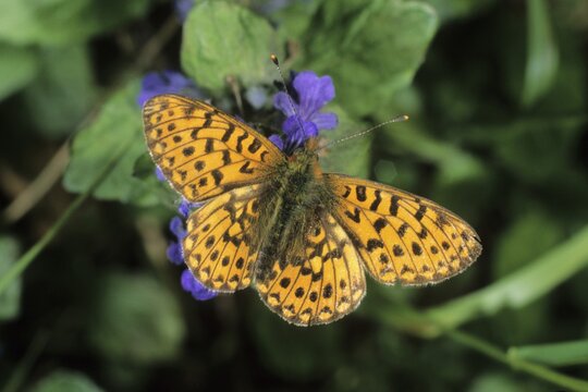 Pearl-bordered fritillary (Clossiana euphrosyne) sucking nectar of Common bugle