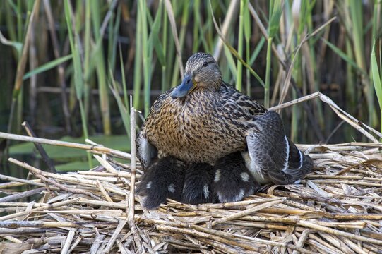 Mallard (Anas platyrhynchos), adult bird warms its chicks in the nest, Limbach, Burgenland, Austria