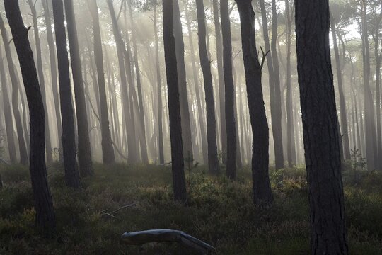Misty autumn forest with oak trees and pines, Weinbiet, Neustadt an der Weinstra&szlig;e, Baden-W&uuml;rttemberg, Germany