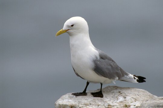 Black-legged Kittiwake (Rissa tridactyla), Scottland, Europe